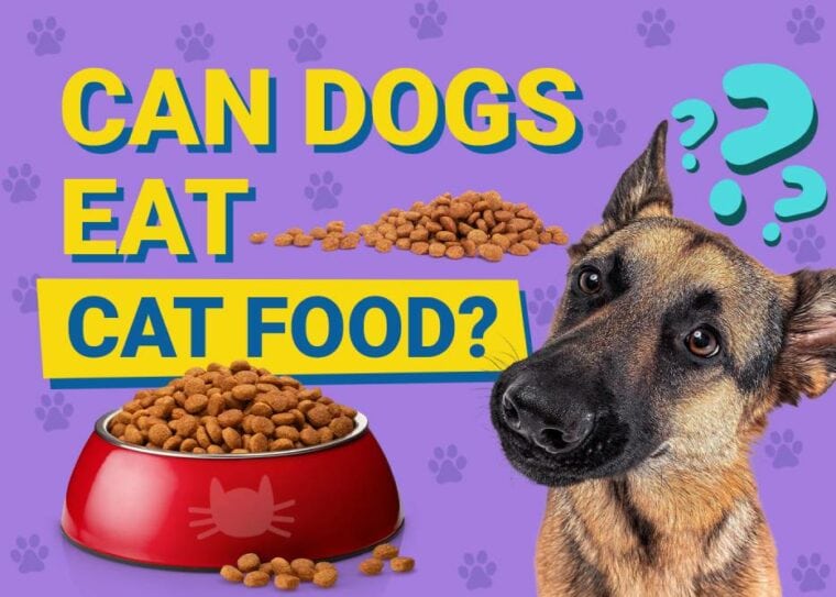 Can Dogs Eat_cat food