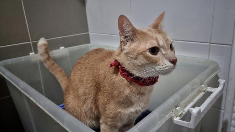 Cat Diarrhea using litter box
