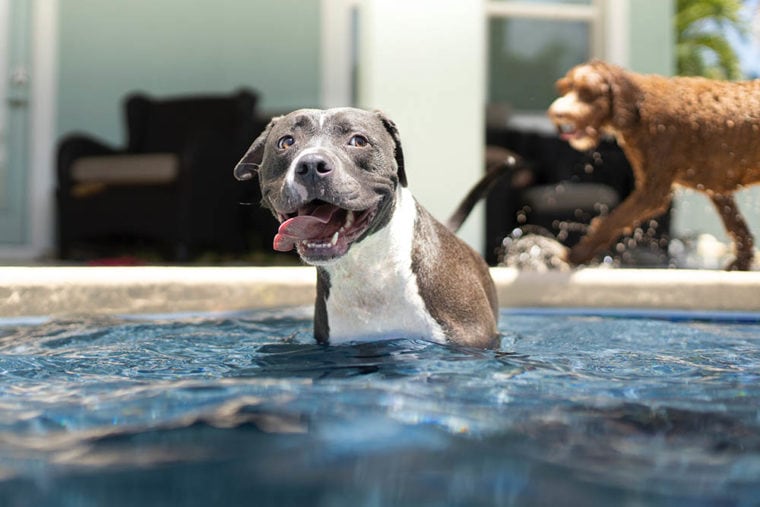Perro en una piscina_Anthony Duran_Unsplash
