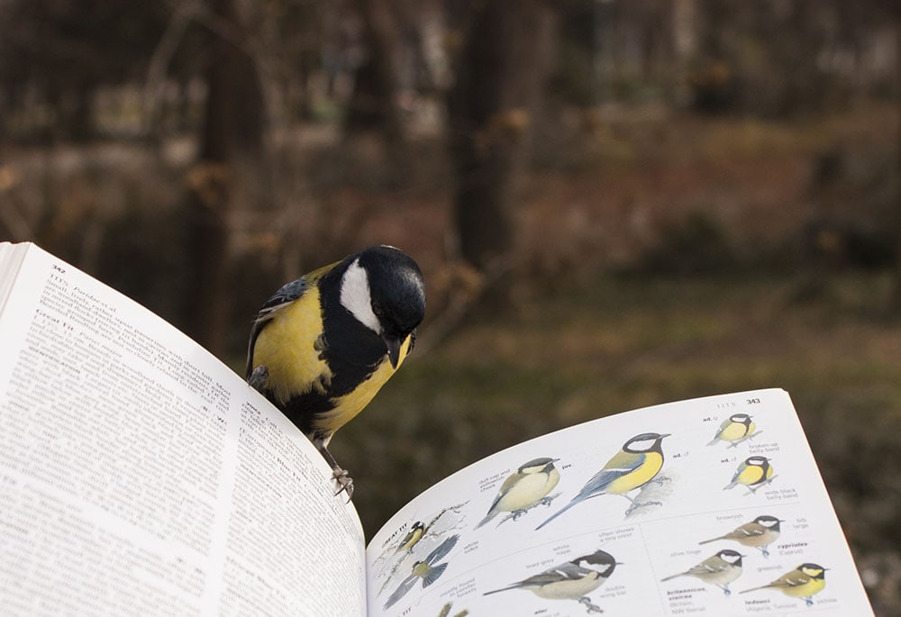 Great Tit perching on book with his pictures