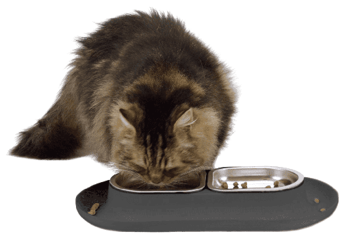 How to add fiber to cats diet