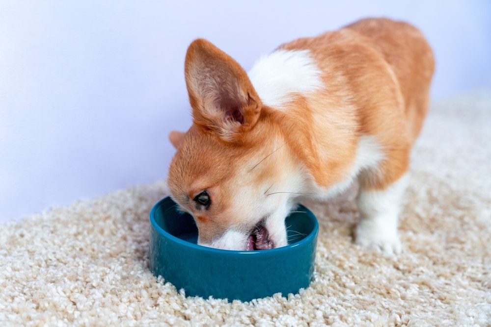 Hungry Welsh corgi Pembroke or cardigan puppy eats from ceramic bowl standing on fleecy carpet