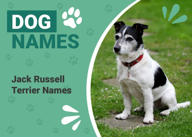 Jack Russell Terrier Names