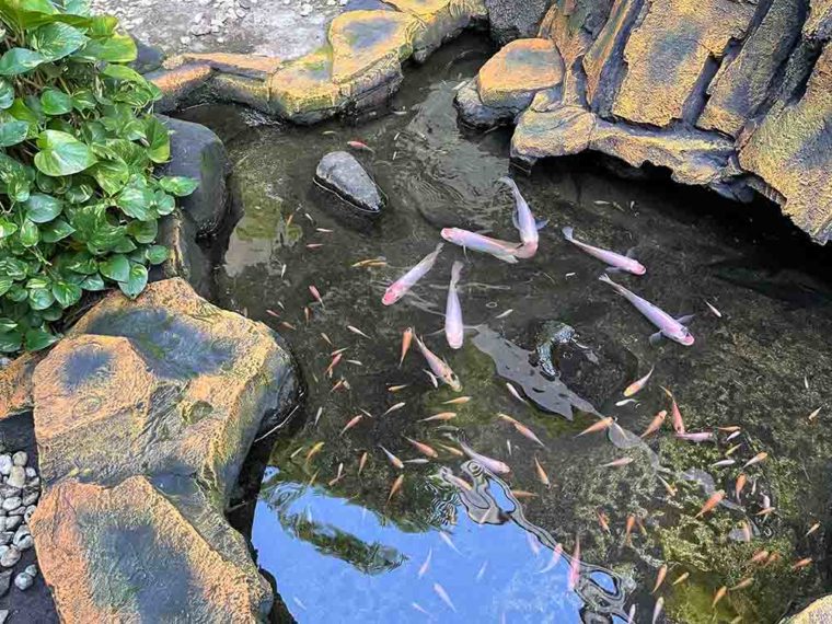 Small pond filled with fish