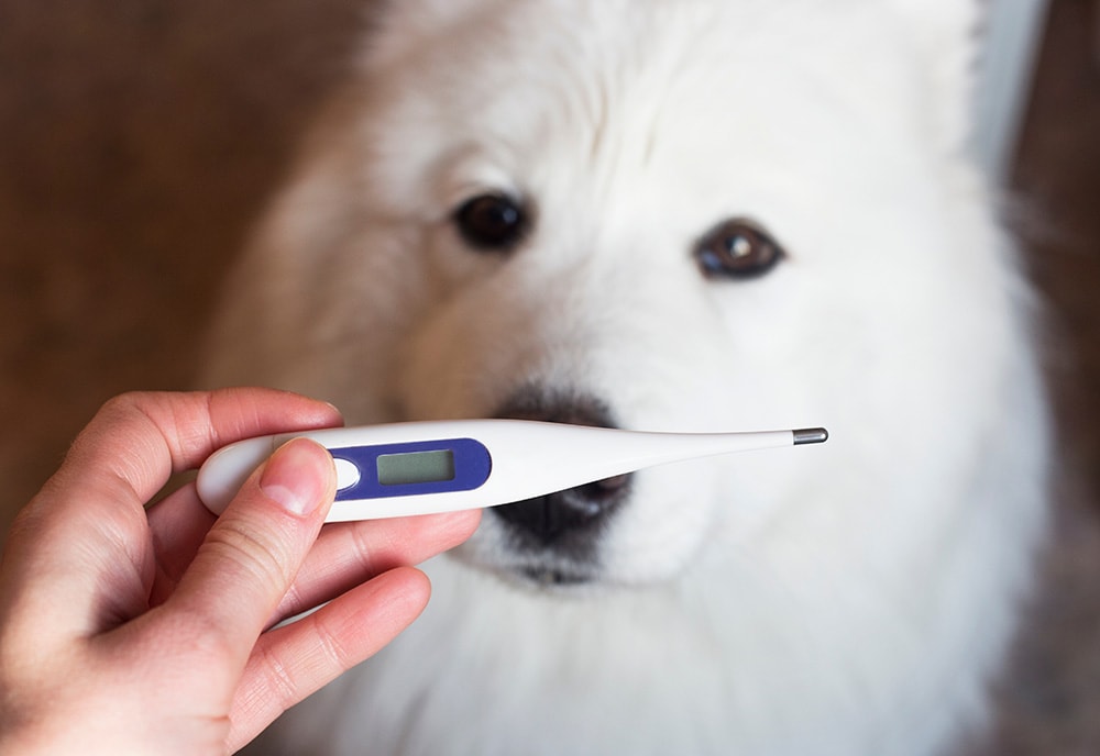 Thermometer for dogs_Olga Anikina_Shutterstock