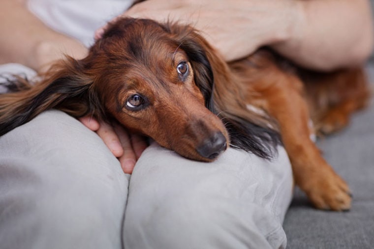 Dachshund dog lying on his owner and looking unwell