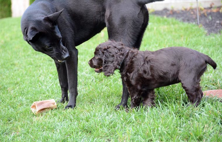 aggressive black dog protecting the bone from black puppy