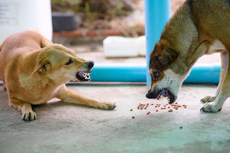 aggressive dogs competing for food