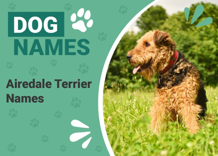 Airedale Terrier Name