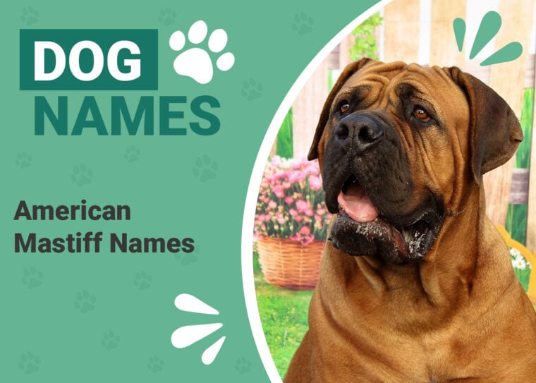 American Mastiff Names