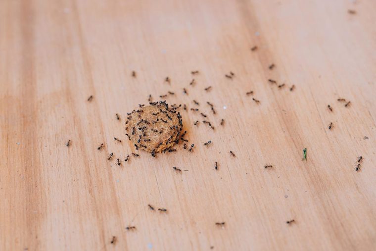 hormigas en croquetas secas