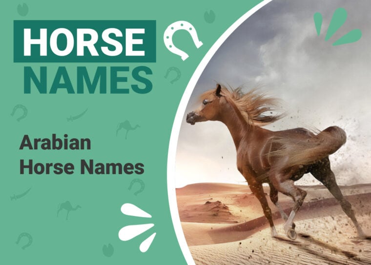 Arabian Horse Names