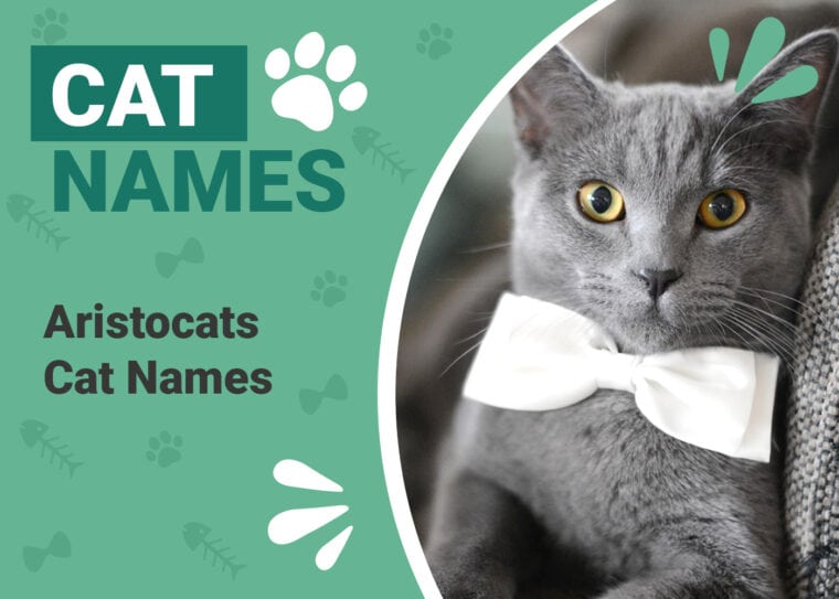 Aristocats Cat Names