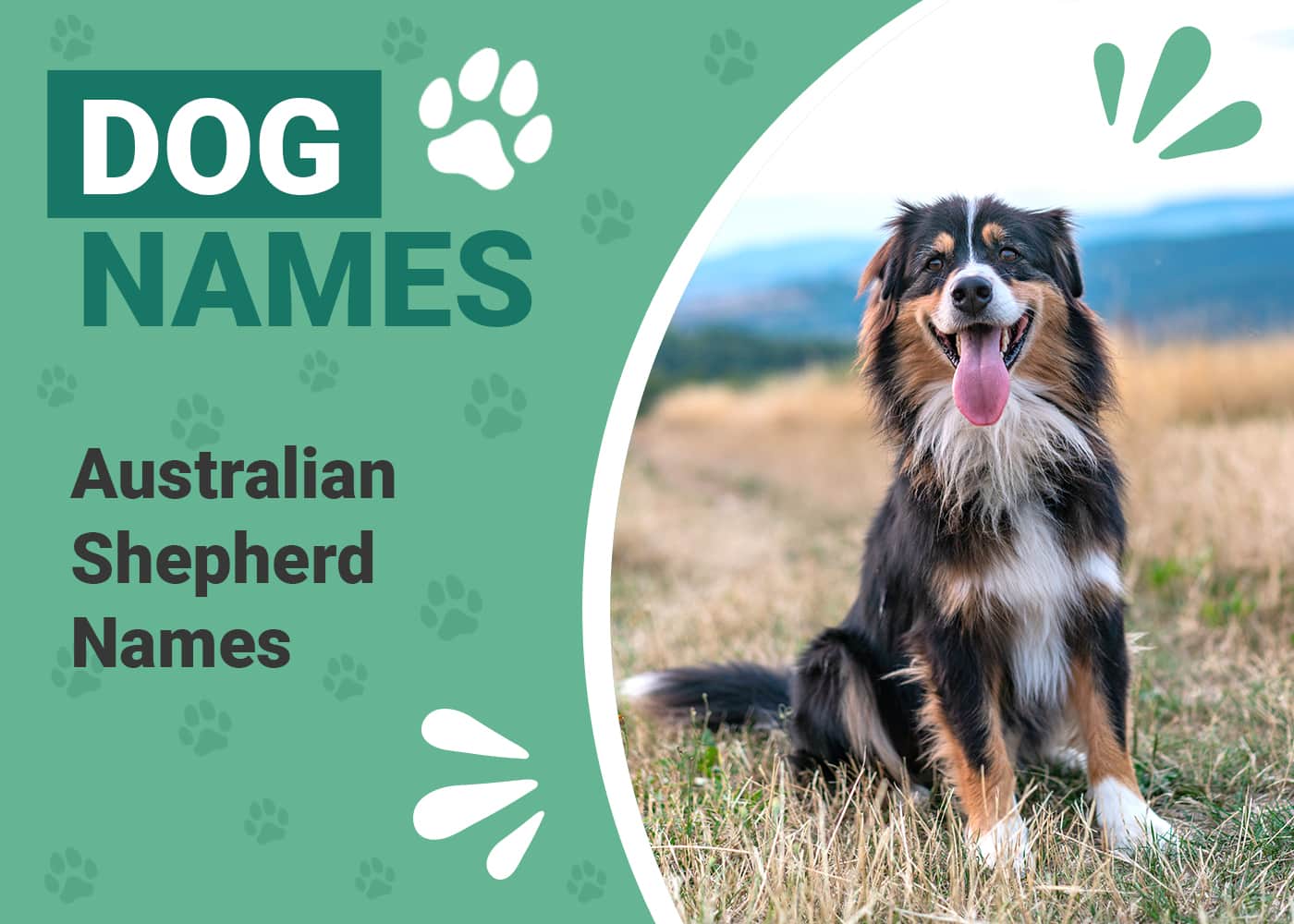 260+ Australian Shepherd Names for Your Amazing Adventure Buddy