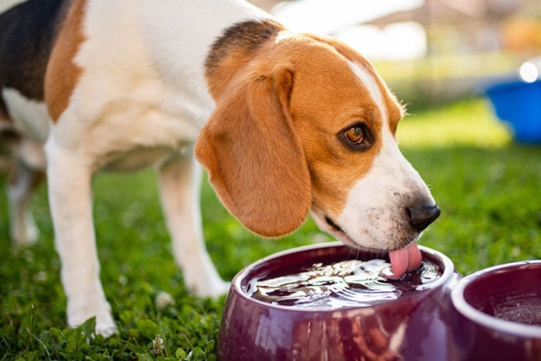 beagle dog drinking water from a bowl