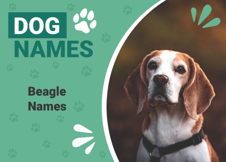 Beagle Names