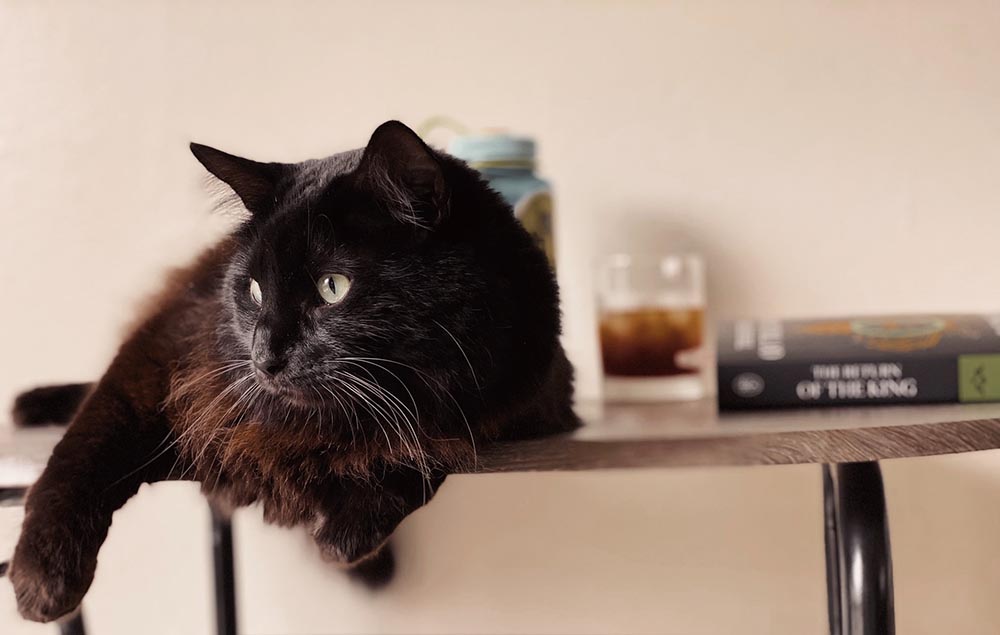 black brown cat in the coffee table
