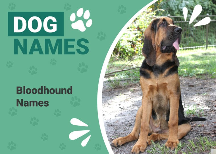 Bloodhound Names
