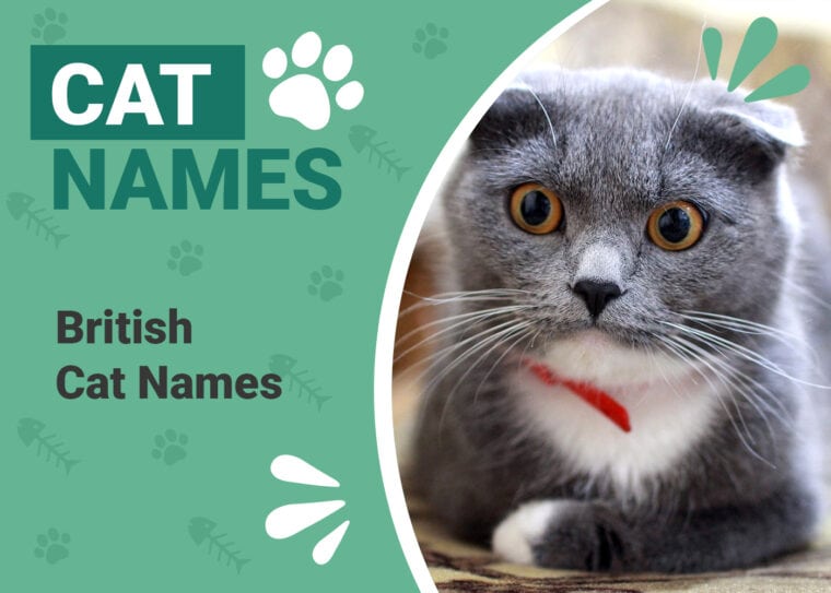 British Cat Names