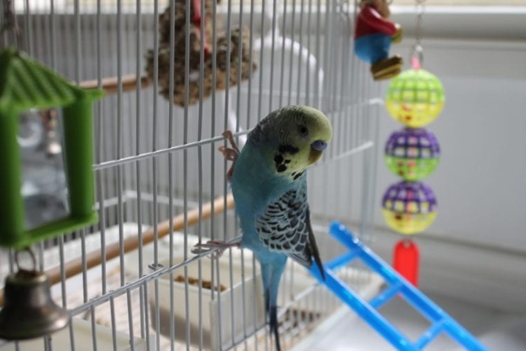 budgie perching in cage