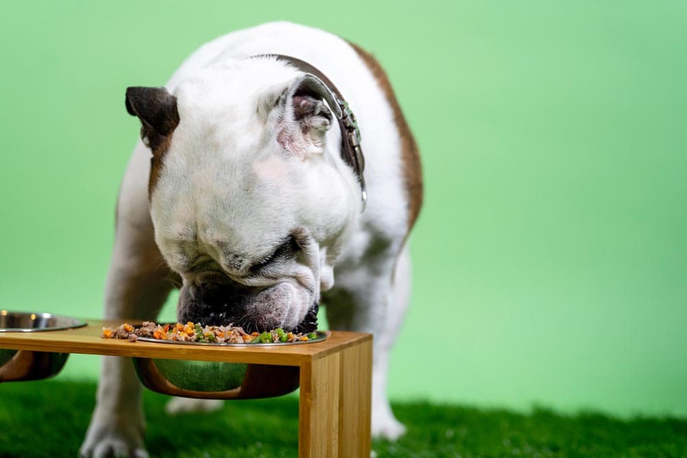 bulldog eating fresh food
