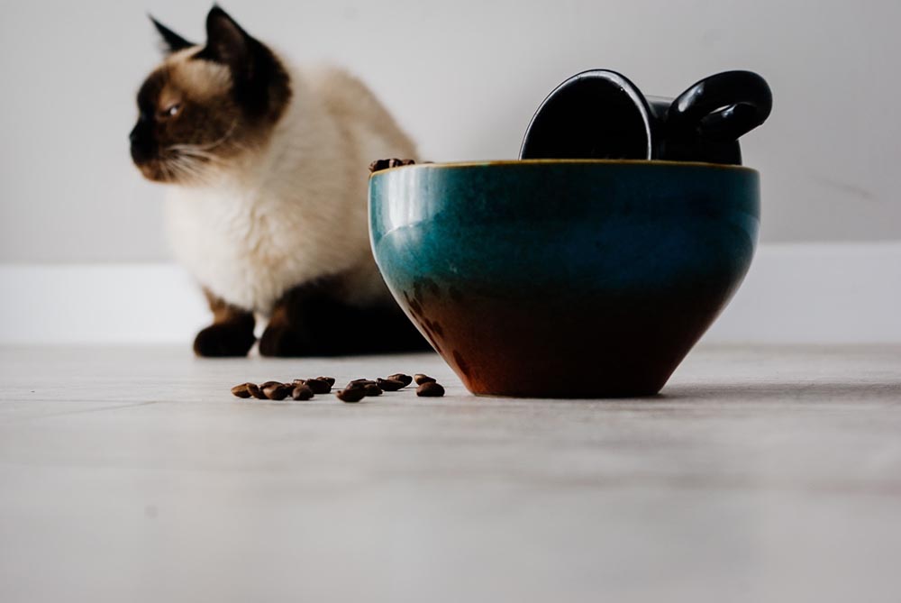 cat behind a cup filled with coffee beans