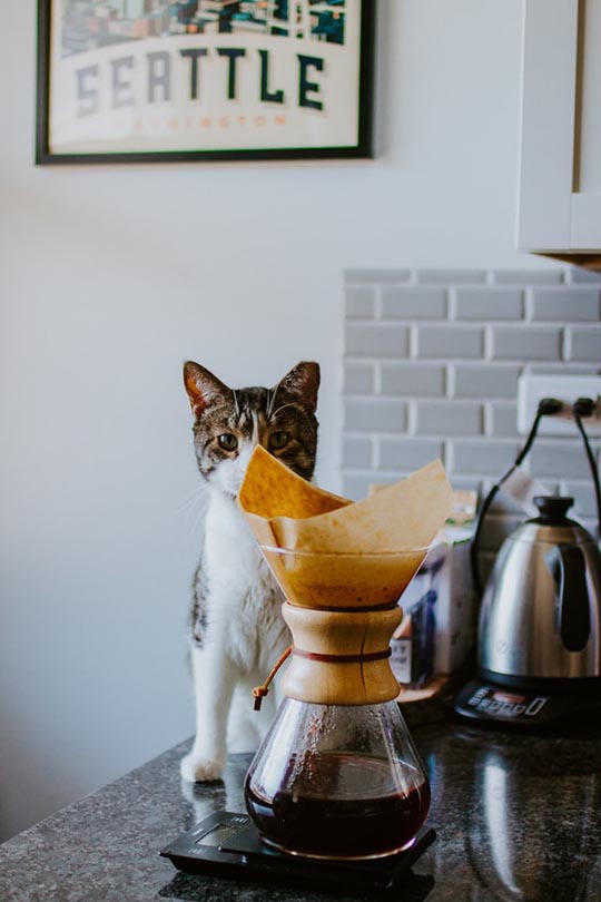 cat behind the chemex coffee maker