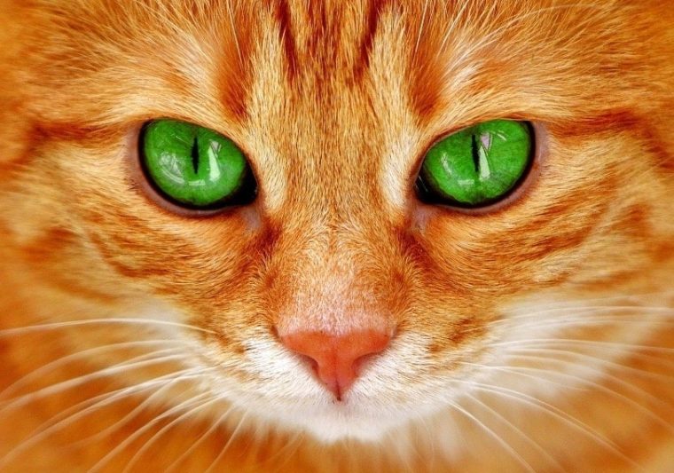 cat green eye