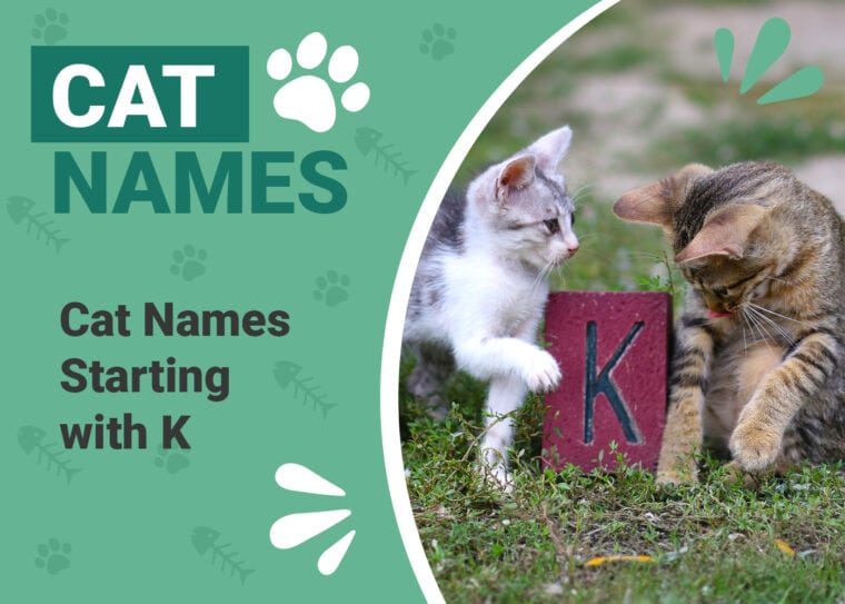 Cat Names That Start With K