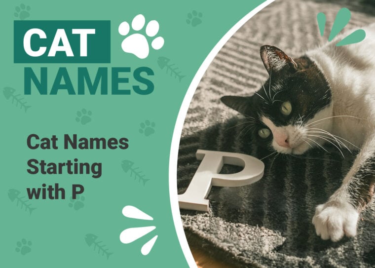 Cat Names That Start with P