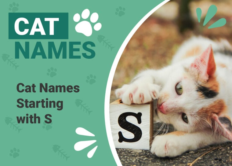 Cat Names Starting With S