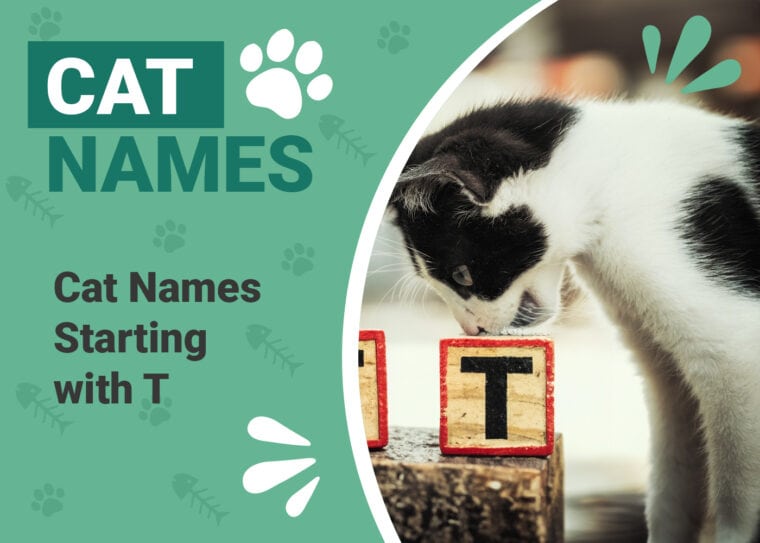 Cat Names That Start with T