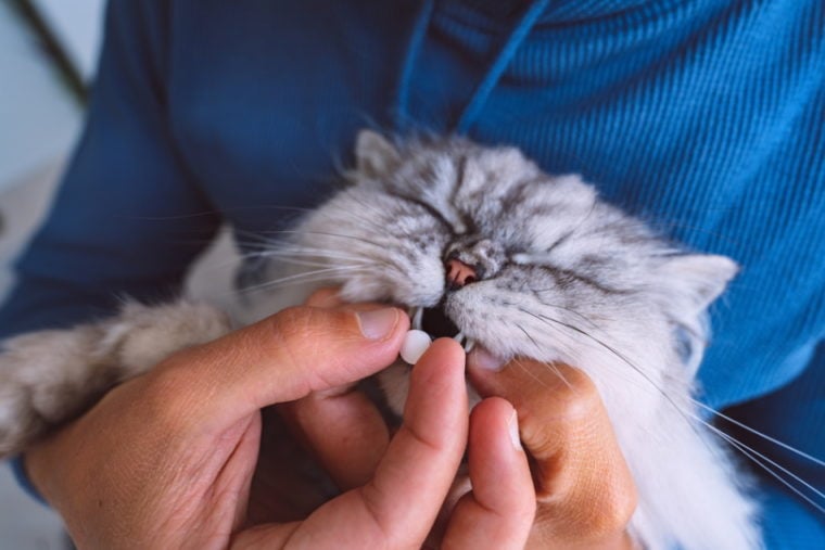 cat taking medicine
