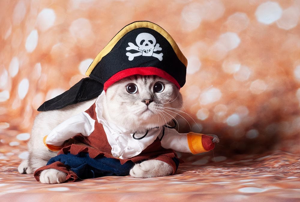 gato disfrazado de pirata caribeño