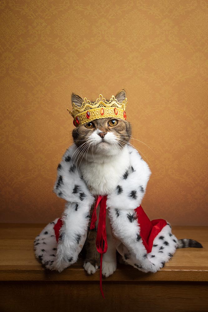 cat wearing king costume