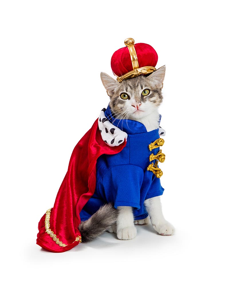 cat wearing royal costume
