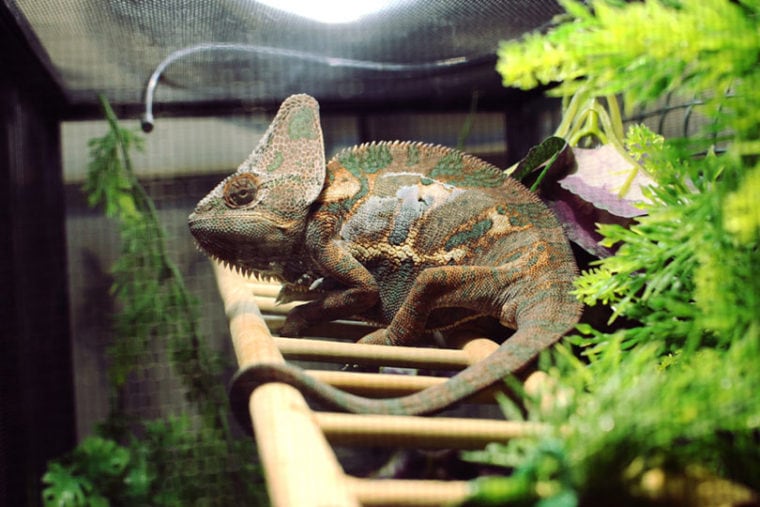 chameleon in a cage