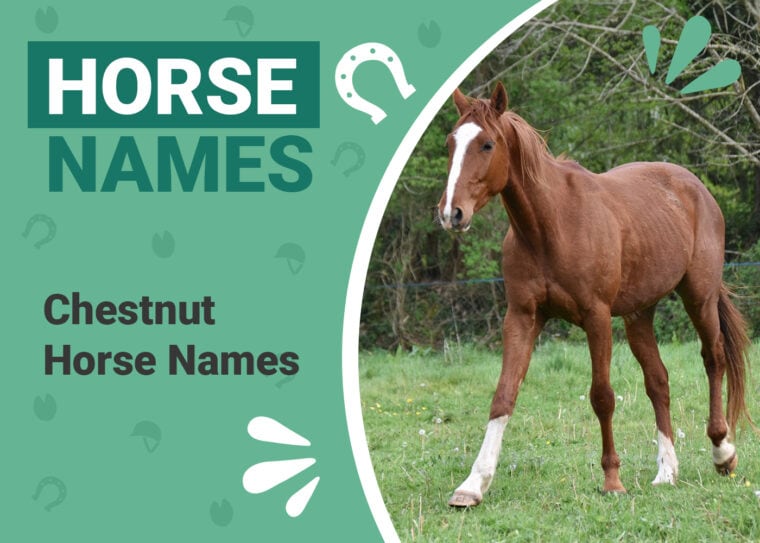 Chestnut Horse Names