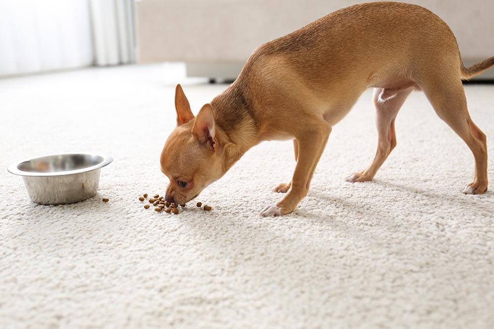 Chihuahua sniffing kibble food on the carpet