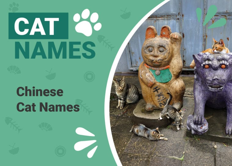 Chinese Cat Names