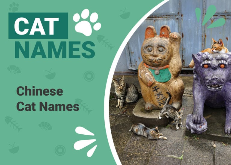 Chinese Cat Names 768x549 