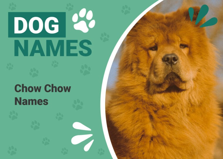 Chow Chow Dog Names