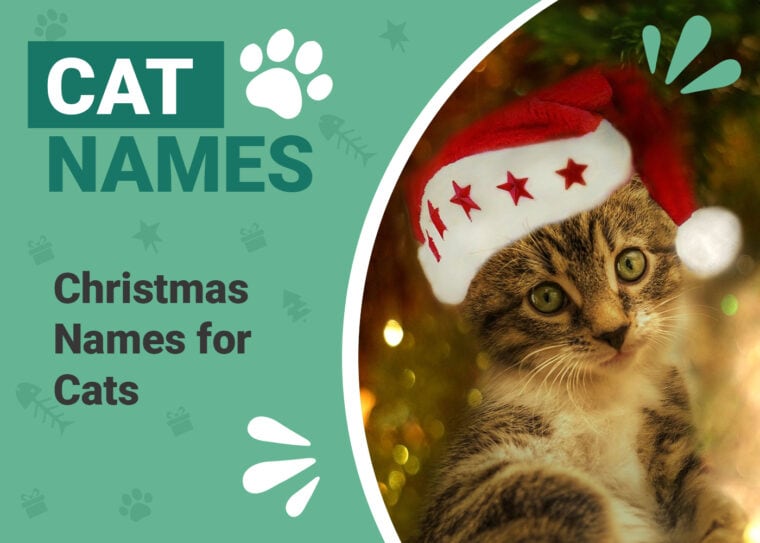 120+ Incredible & Festive Christmas Names for Cats | Pet Keen