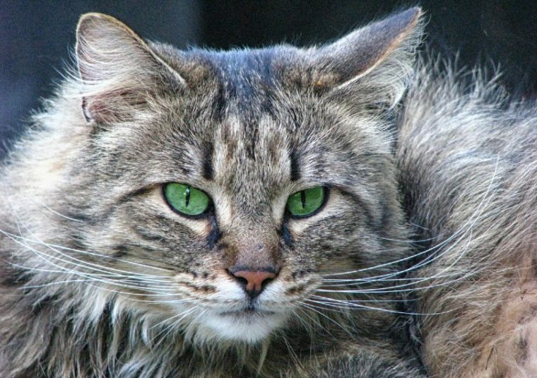 primer plano de un gato con ojos verdes