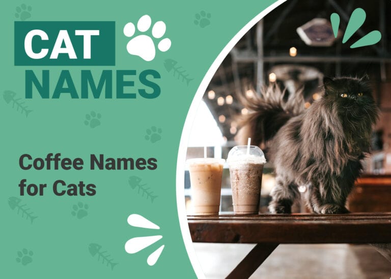 Coffee Names For Cats 768x549 