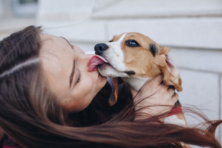 lindo perrito beagle besando a la hermosa dueña