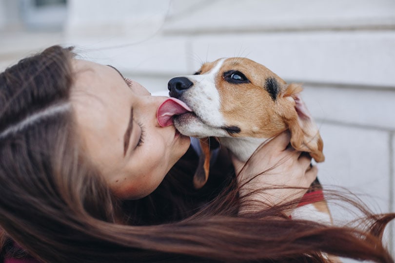 cute little beagle dog kissing beautiful owner