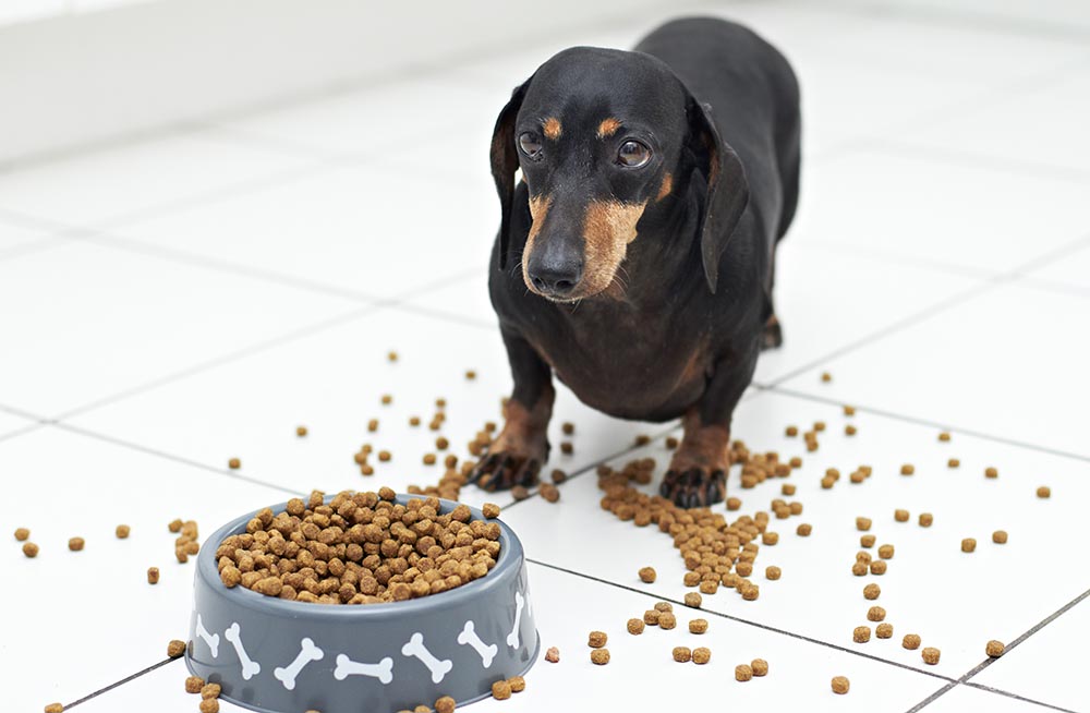 Dachshund surrounded with kibbles