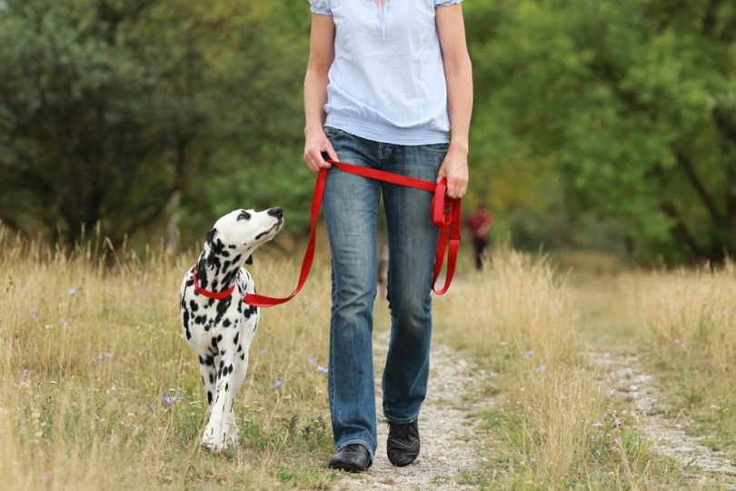 dalmatian dog on a leash walking with the owner