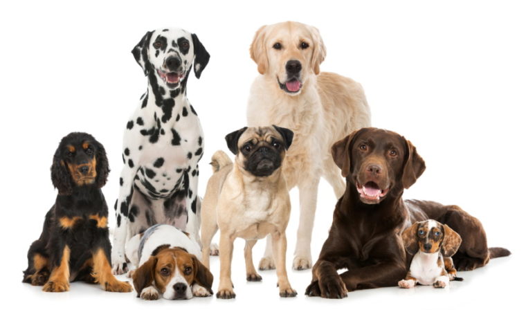 different dog breeds in white background